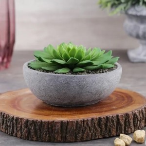 Succulent in cement pot