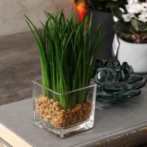 Green water grass in pot